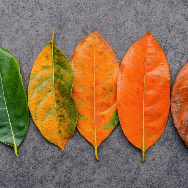 Mosha biologjike dhe rreziku për&nbsp;kancer
