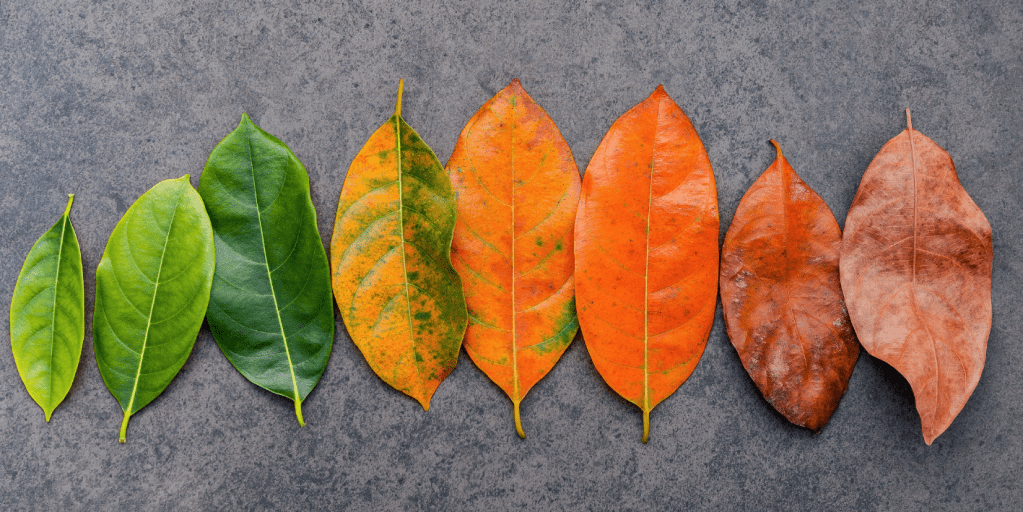 Mosha biologjike dhe rreziku per kancer