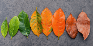 Mosha biologjike dhe rreziku per kancer