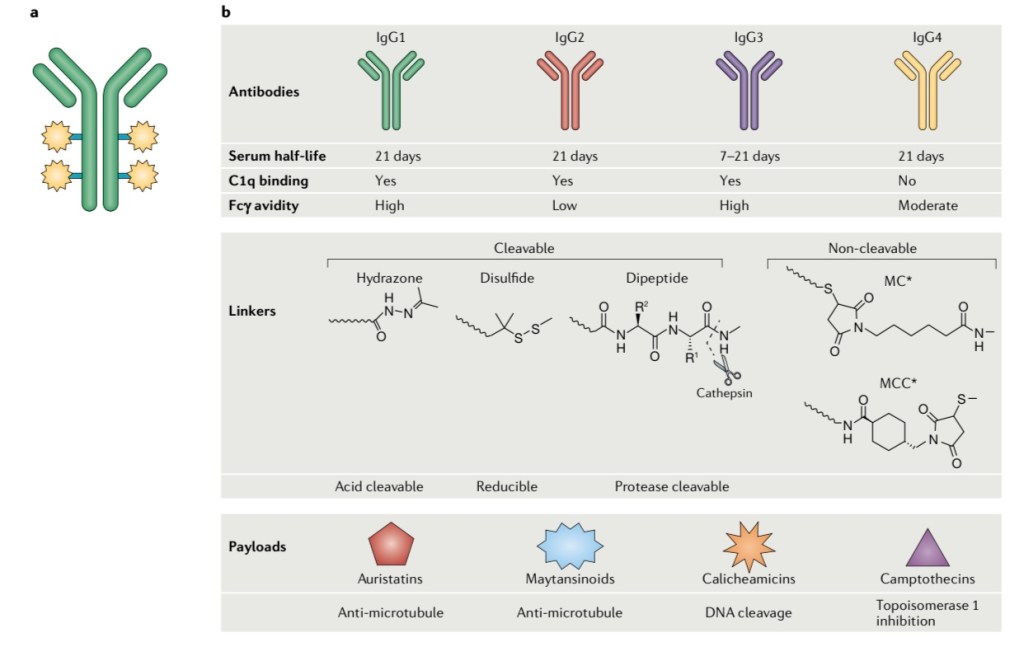 Antitrupat e konjuguar me barna - Antibody Drug Conjugates